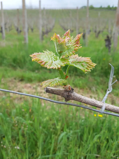 Azienda Vitivinicola C. Faso'