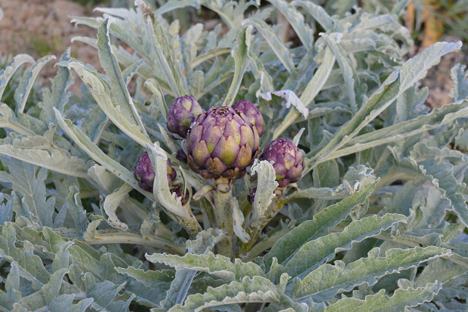 Agricola Catarinucci