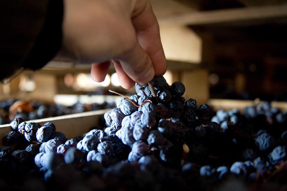Azienda Agricola Scriani
