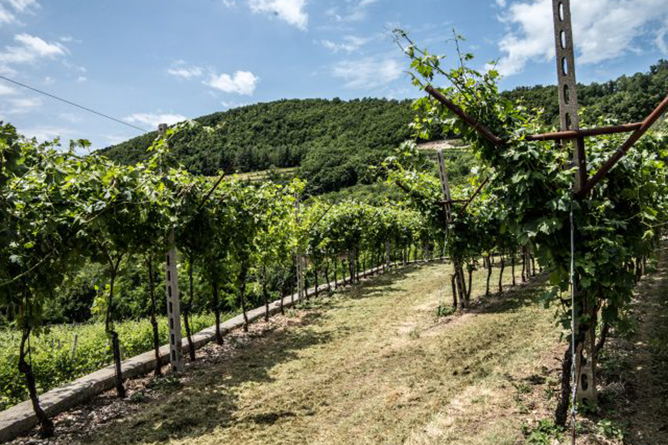 Azienda Agricola Scriani