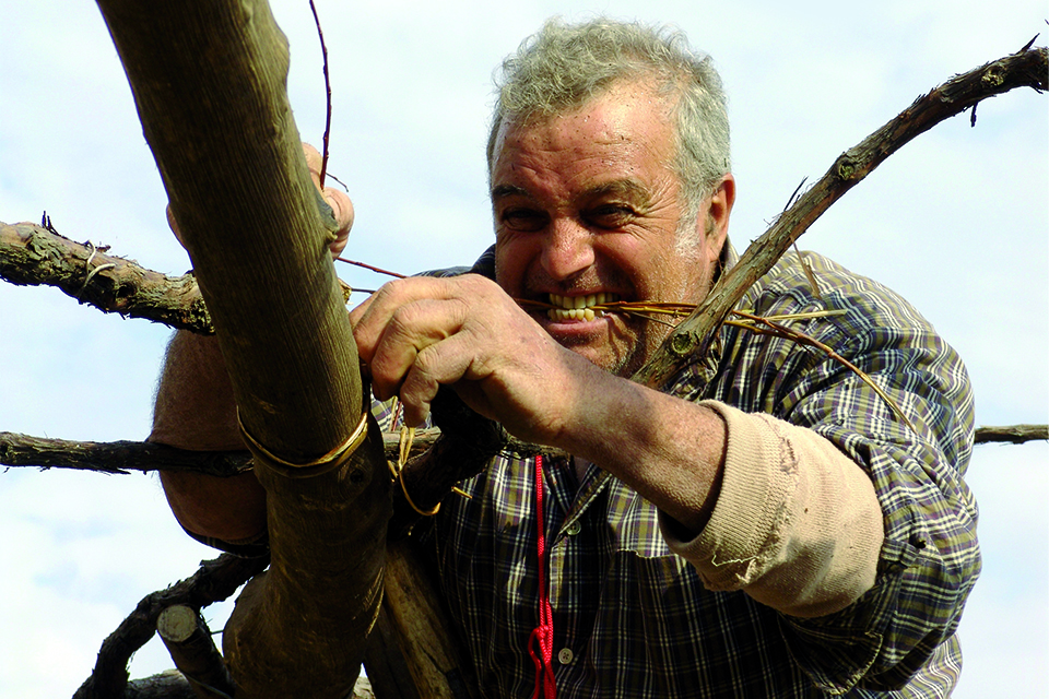 Cantina Marisa Cuomo