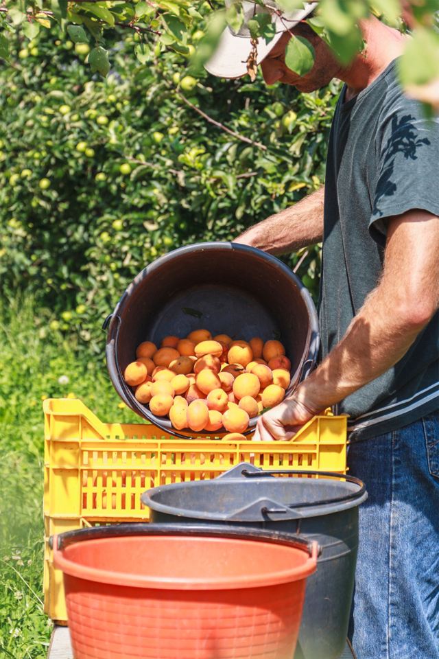 La bottega del contadino