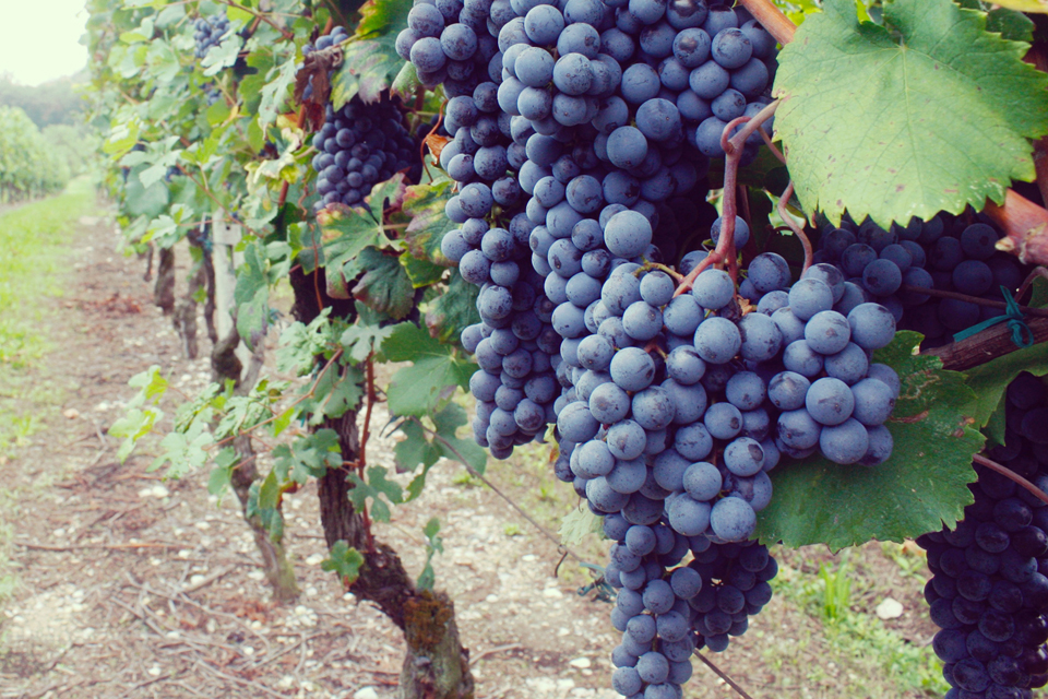 Saottini Vini