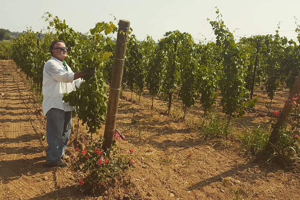 Saottini Vini