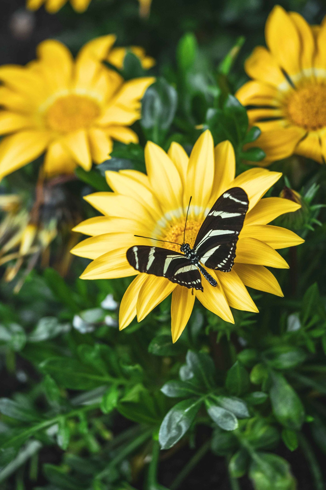 Butterfly House Sardegna