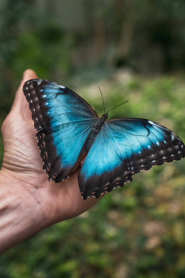 Butterfly House Sardegna