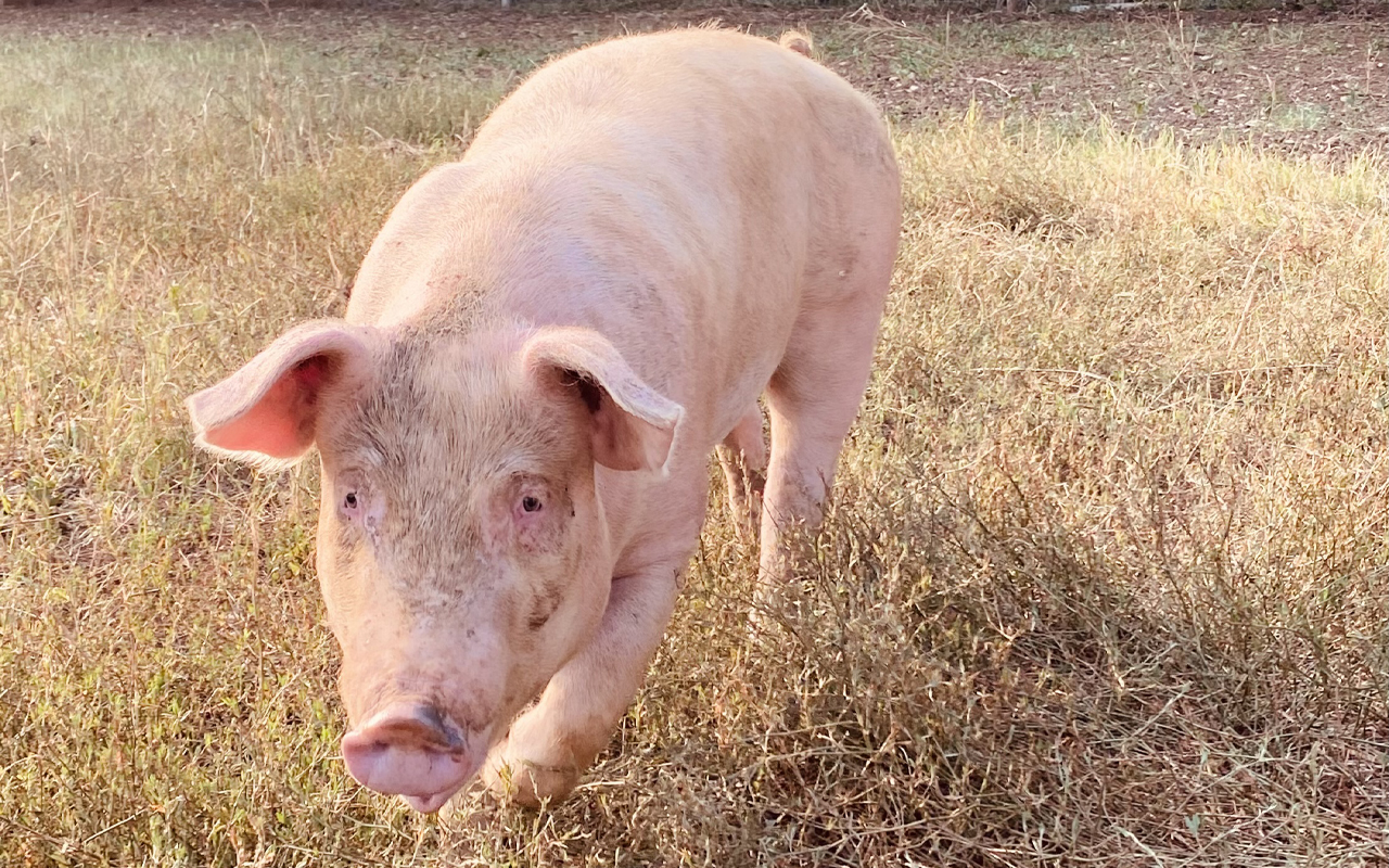 Salumificio Durigutto