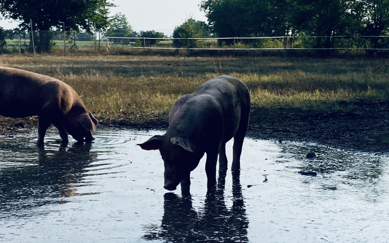 Salumificio Durigutto