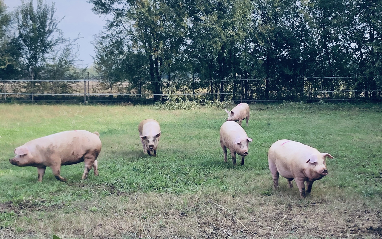 Salumificio Durigutto