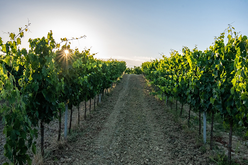 Azienda Agricola Poggiagrilli