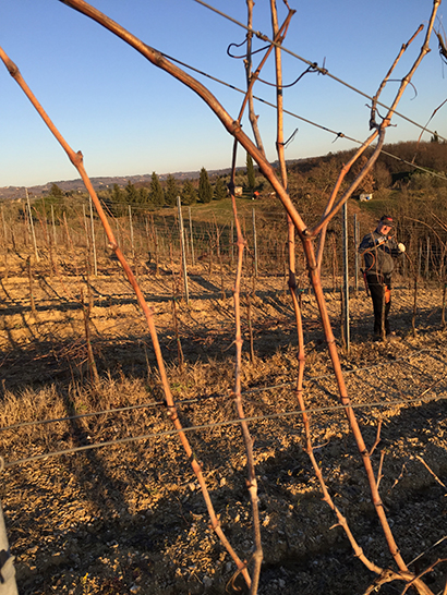 Azienda Agricola Poggiagrilli