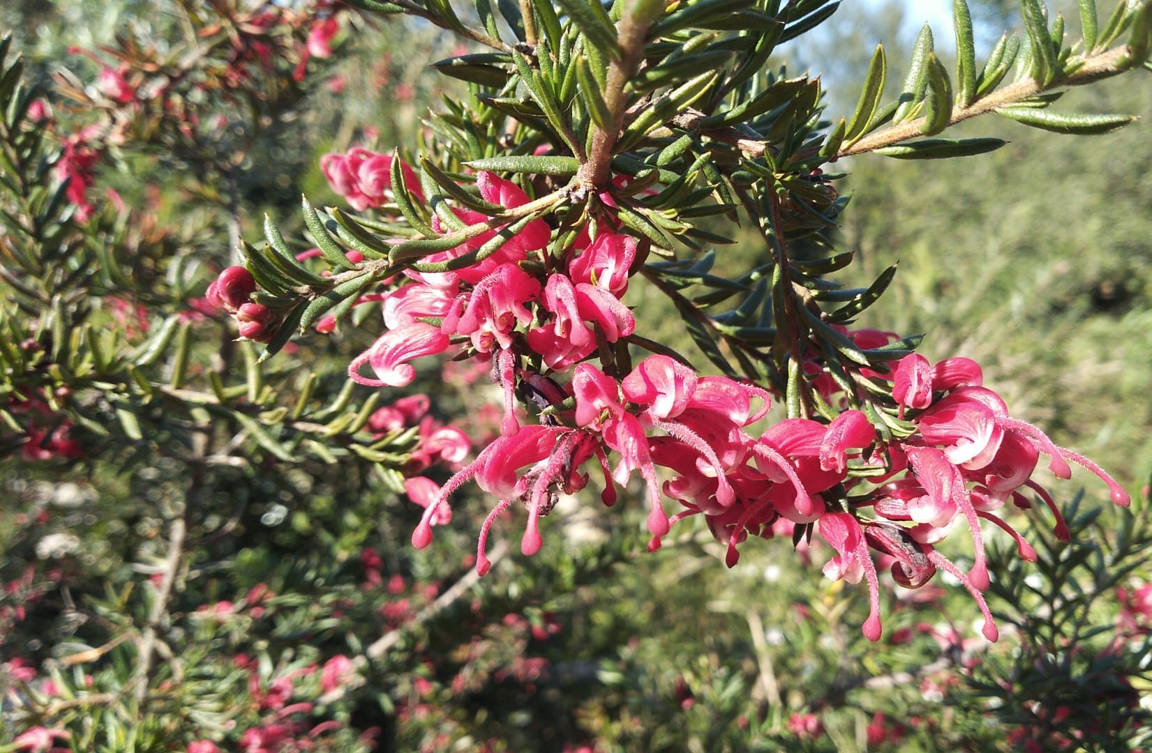 Grevillea juniperina