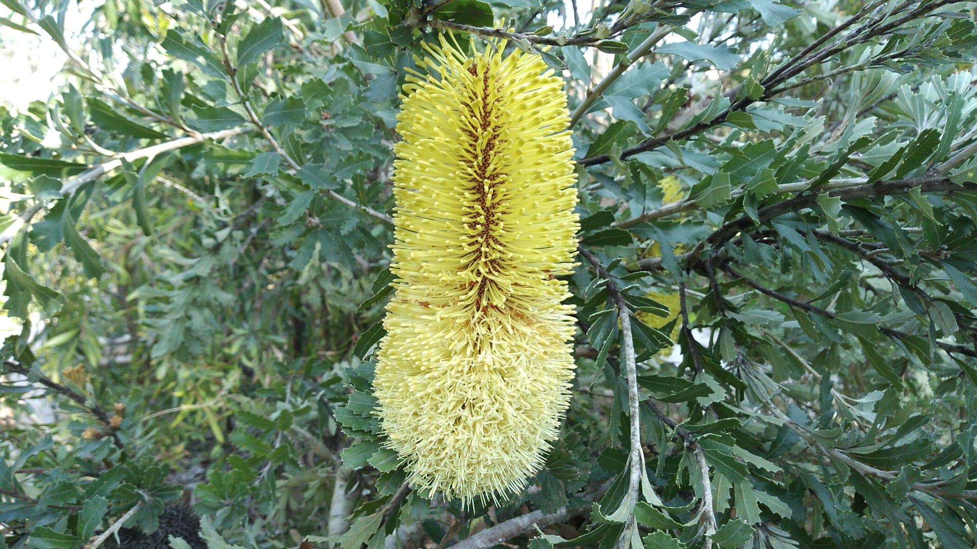 Banksia