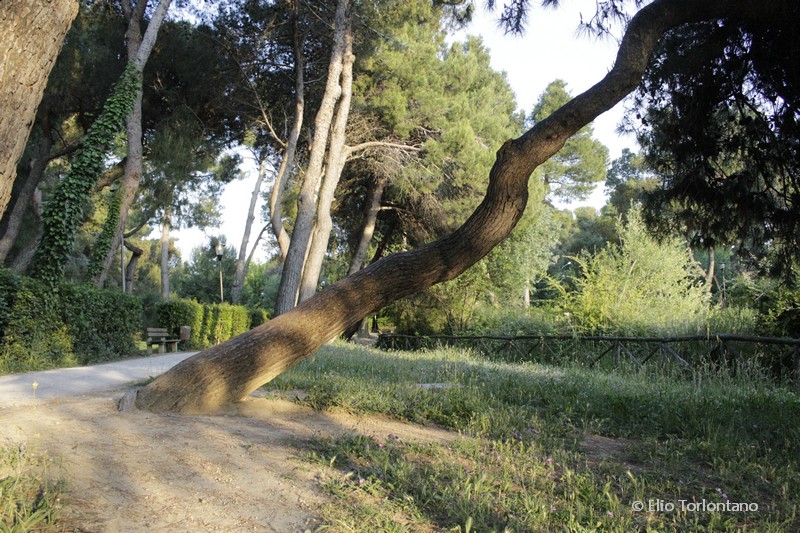 Esemplare di pino d'Aleppo
