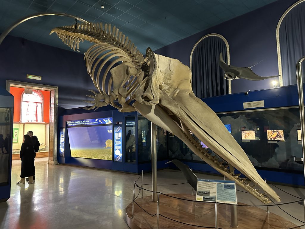 Lo scheletro di un capodoglio nel Museo di Storia Naturale di Milano - foto Stefano Brambilla 