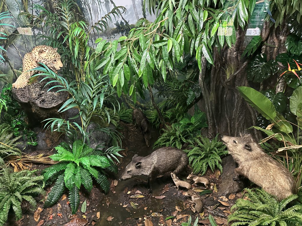 Diorama con giaguaro e pecari, Museo di Storia Naturale di Milano, foto Stefano Brambilla