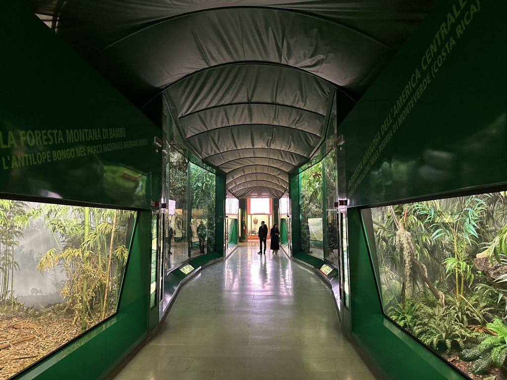 I diorami delle foreste tropicali africane e asiatiche nel Museo di Storia Naturale di Milano - foto Stefano Brambilla 