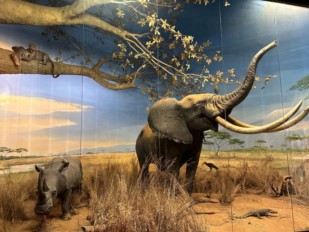 Diorama sulla savana africana, Museo di Storia Naturale di Milano, foto Stefano Brambilla