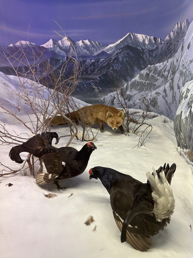 Diorama Parco naz. Val Grande, con gallo forcello e volpe rossa, Museo di Storia Naturale di Milano, foto Stefano Brambilla