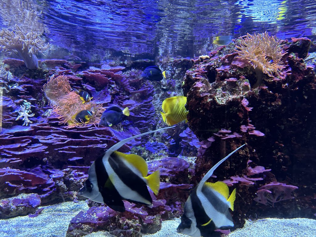 Acquario di Milano - foto Stefano Brambilla