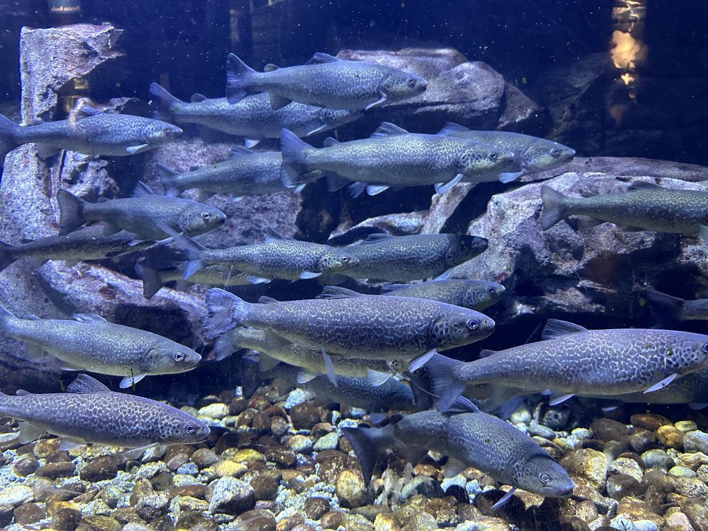 Acquario di Milano - foto Stefano Brambilla