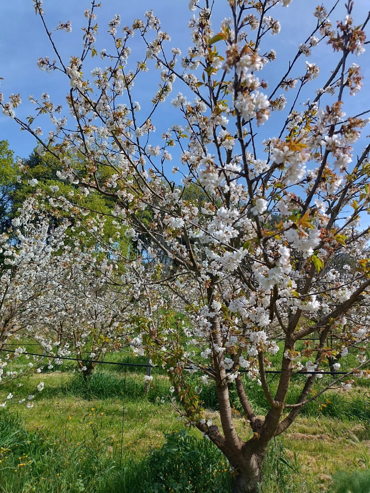 ciliegio in fiore