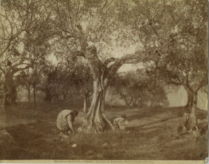 1900: raccolta delle olive presso Firenze © Archivio Tci