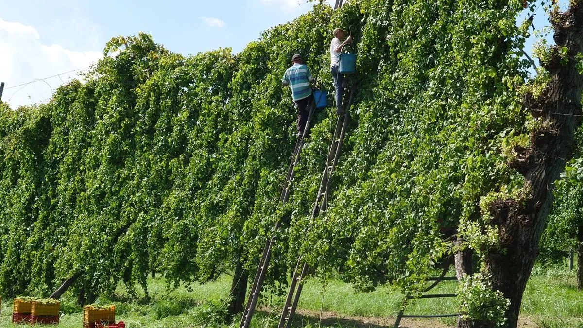 Alberate di viti uva Asprinio
