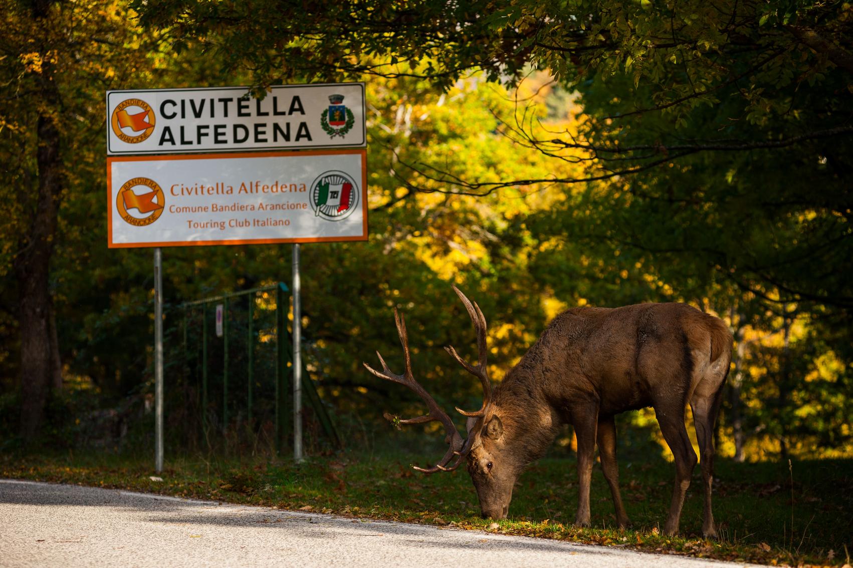 Cervo a Civitella Alfedena