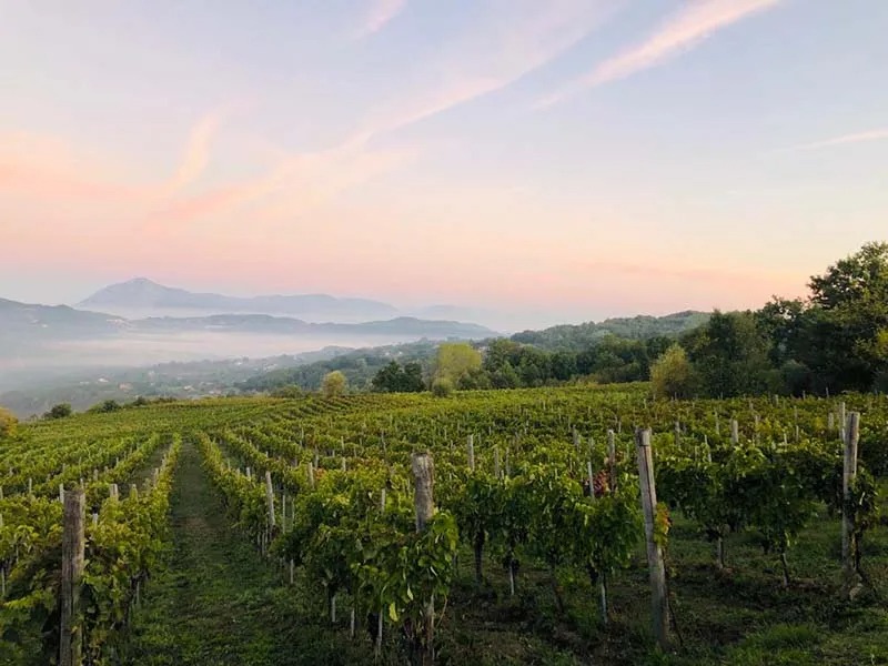 Altavilla Irpina vigneti di Greco