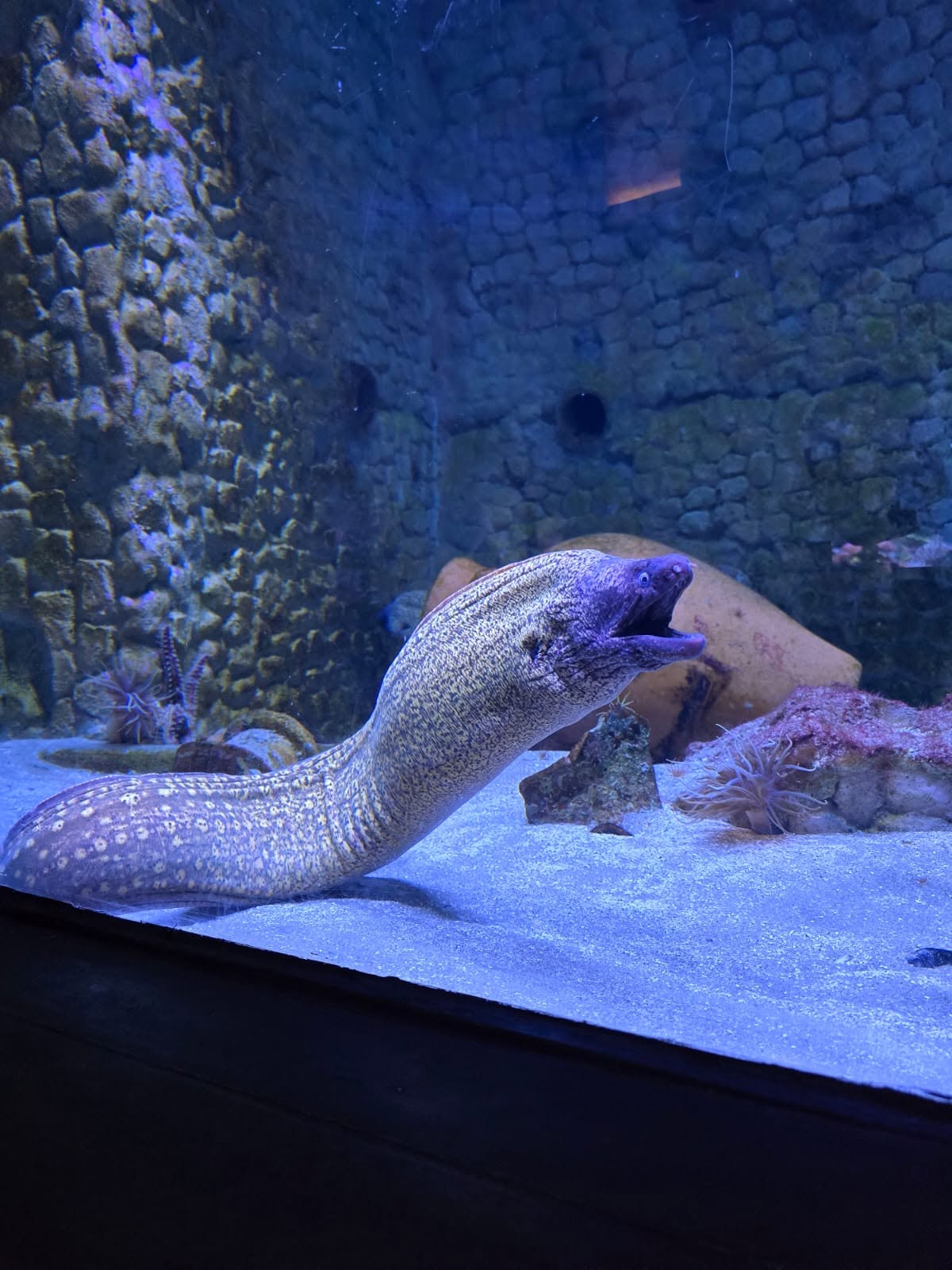Aquarium vasca delle murene