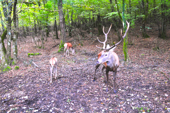 Area faunistica del Cervo