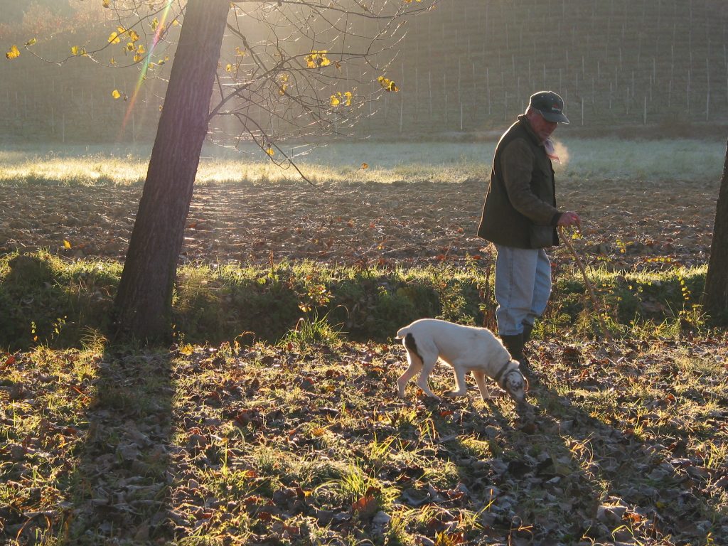 La cerca del tartufo a Canelli - foto Comune