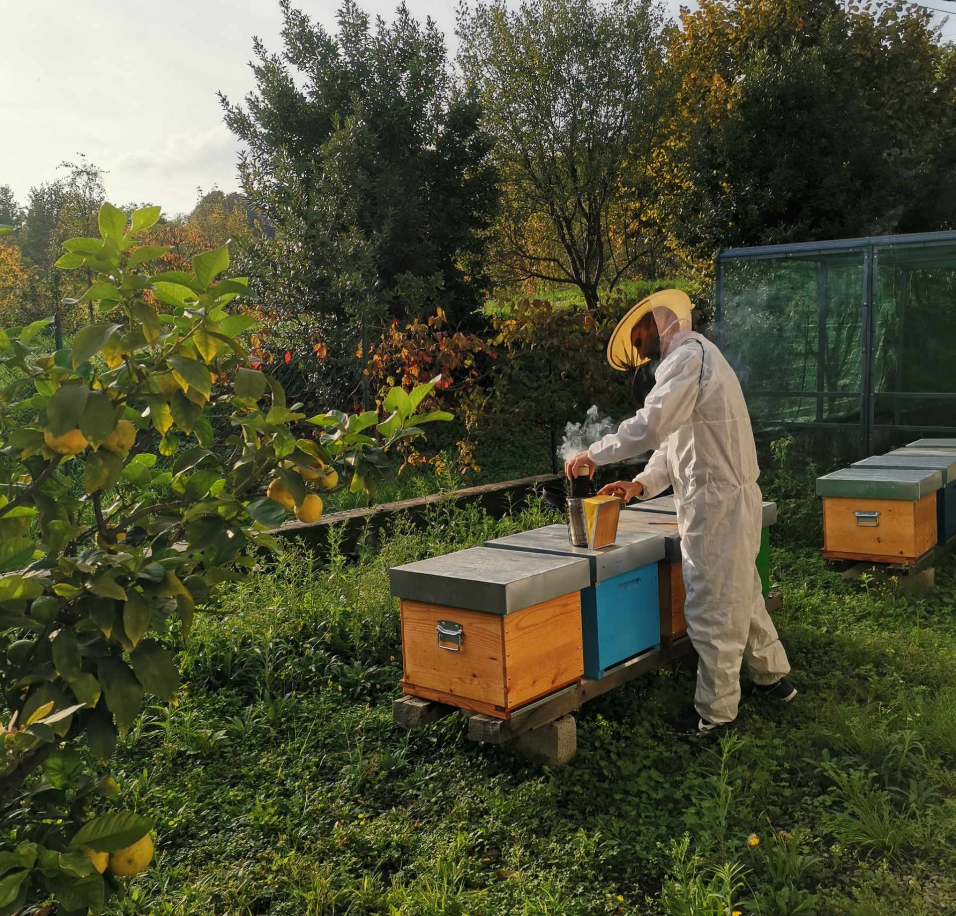 Carugo_apicoltore_al-lavoro