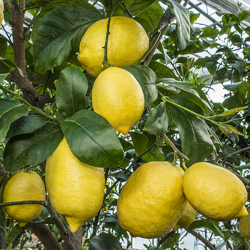 limoni di Cetara