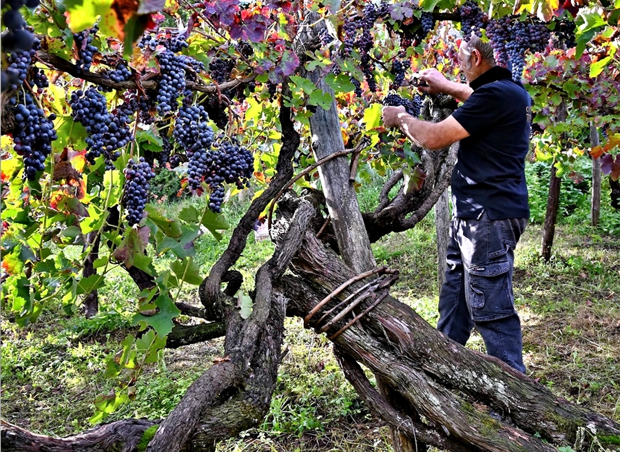 Foglianise vitigno a bacca rossa di Aglianico