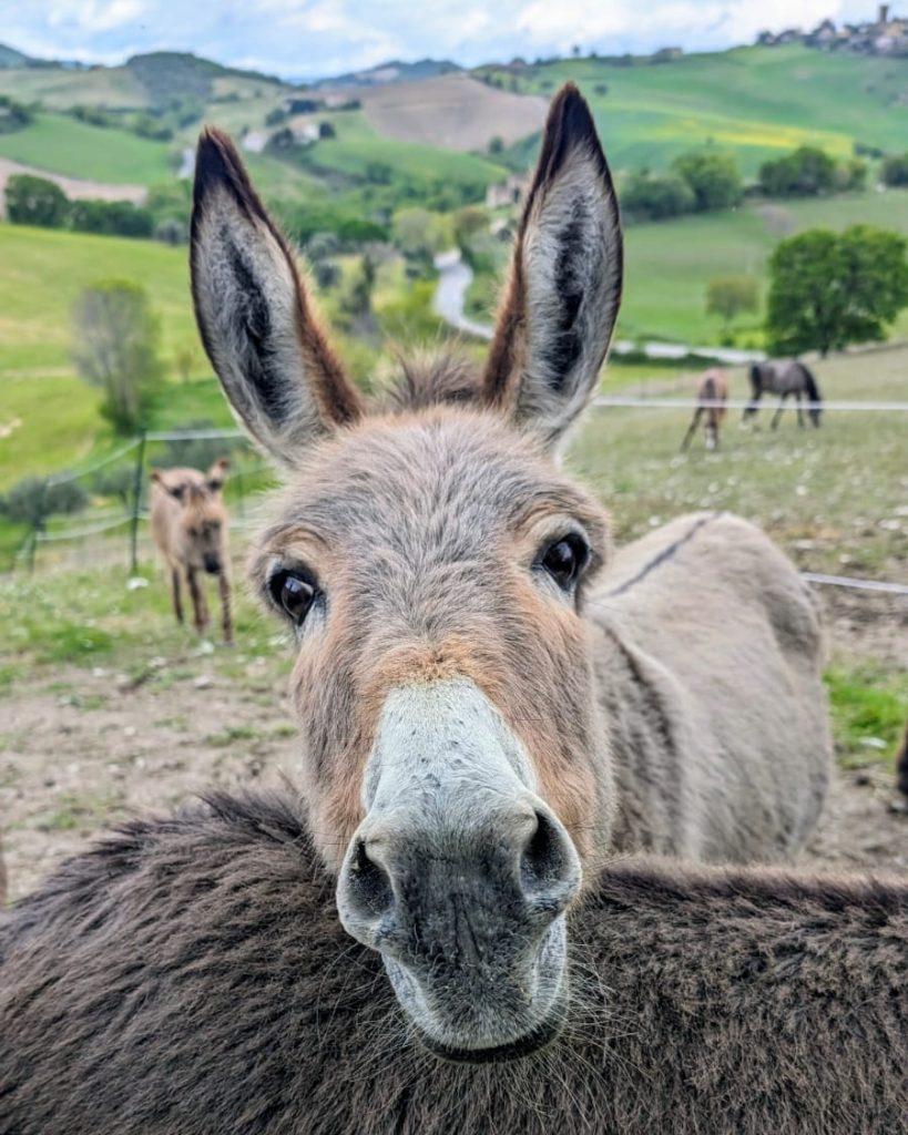 Gli asinelli di Roberta e Nicola - foto Roberta Cuomo