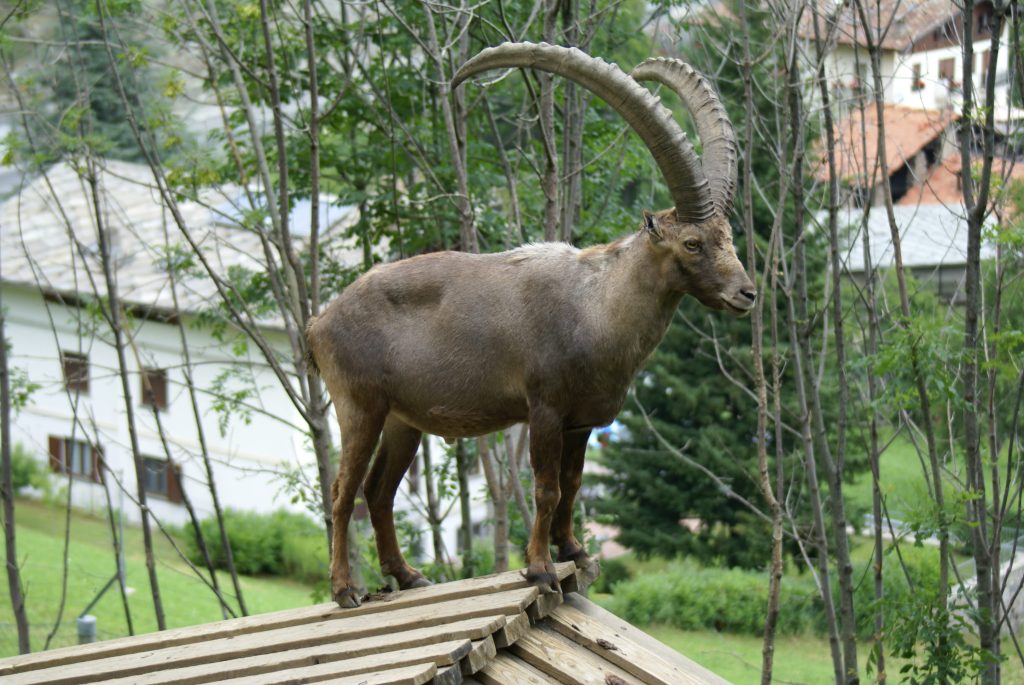 Stambecco al Parc Animalier d'Introd -Foto: Shutterstock