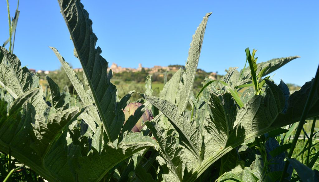 sagra del carciofo