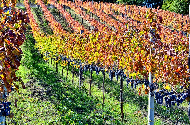 Montemarano viti aglianico