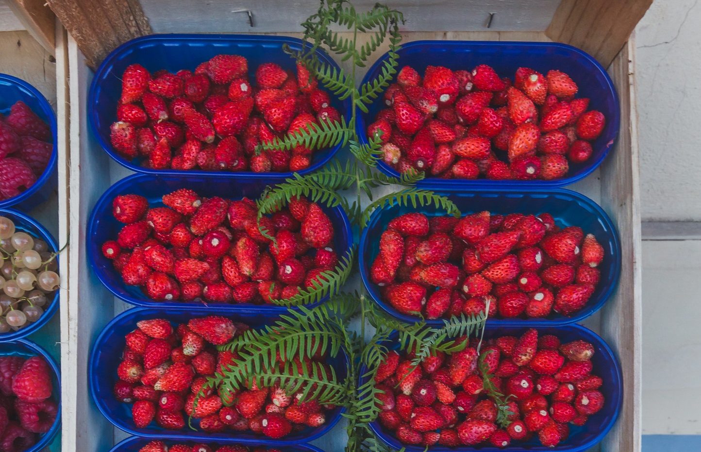 Ed Della Sagra Delle Fragole E Mostra Dei Fiori A Nemi