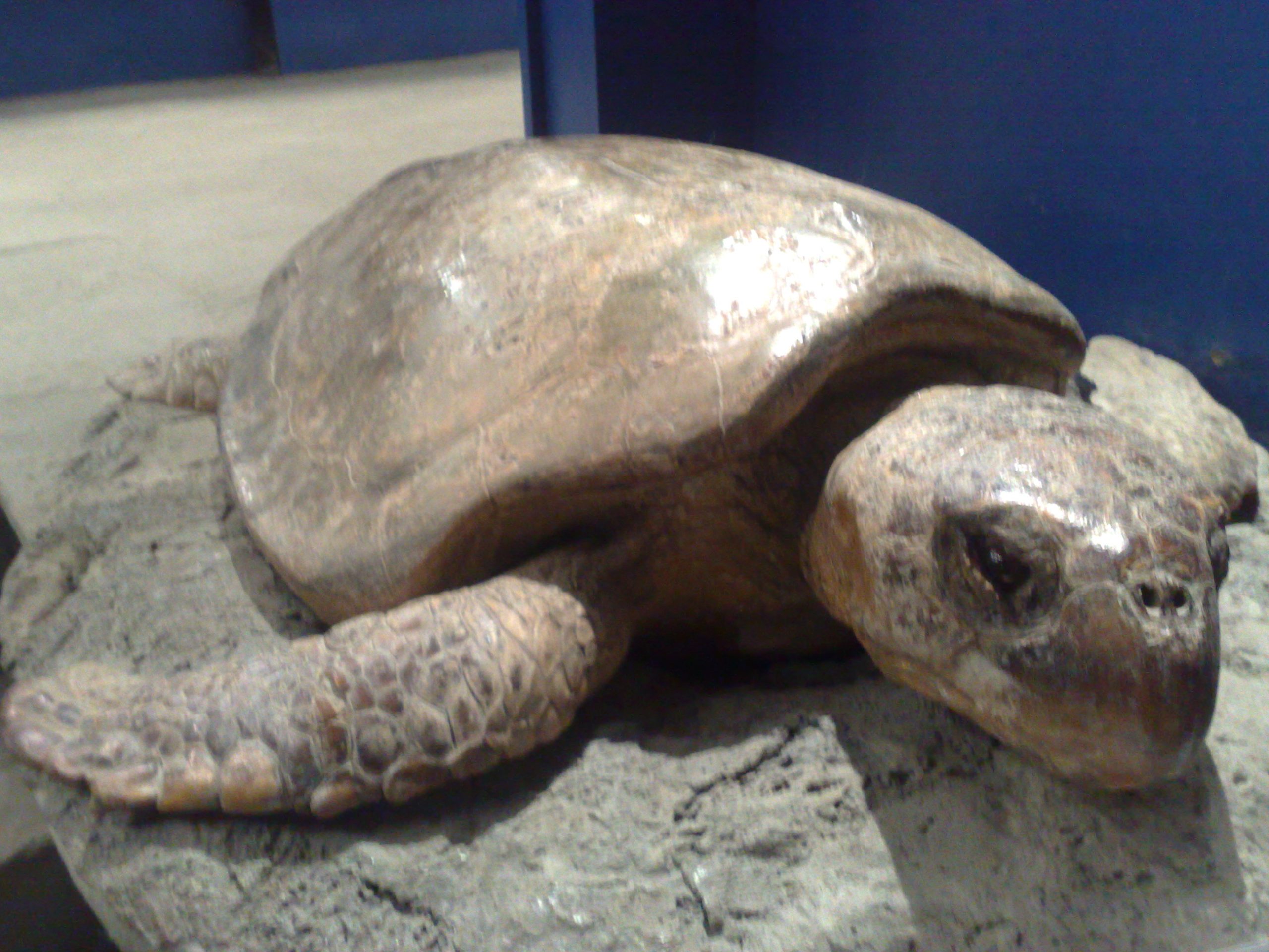 Napoli Stazione Zoologica