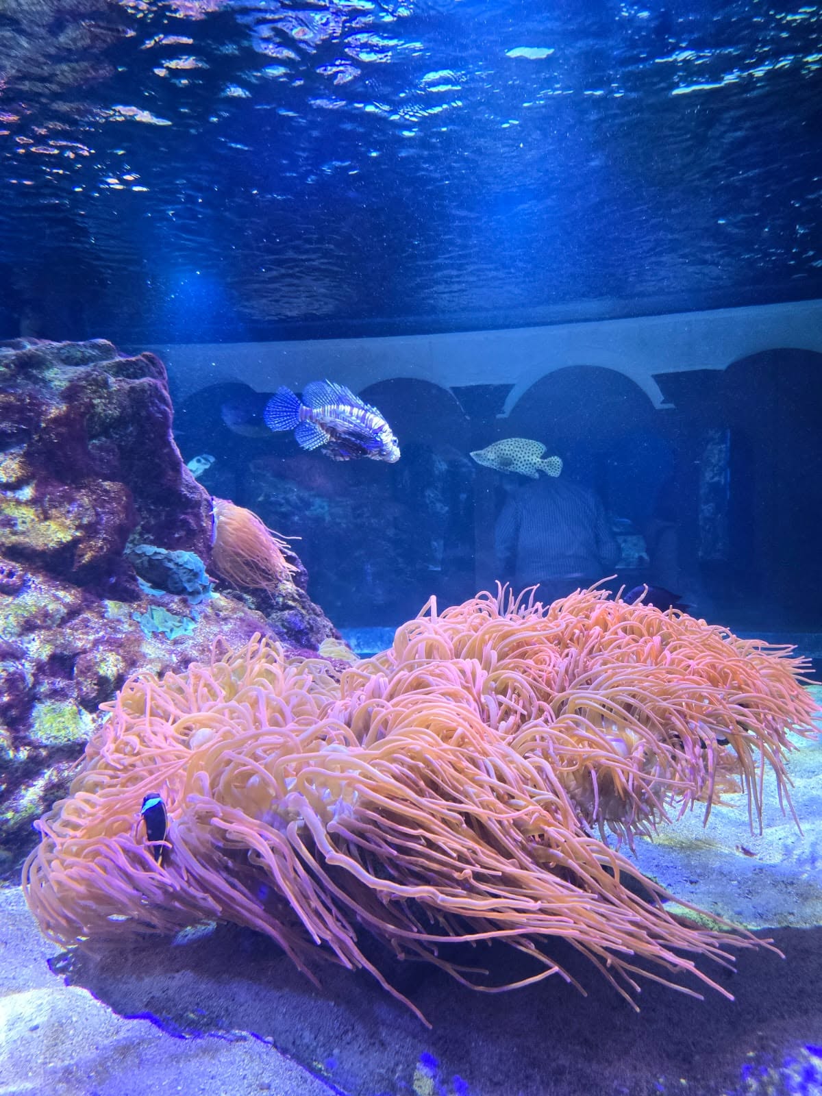 Napoli Stazione zoologica