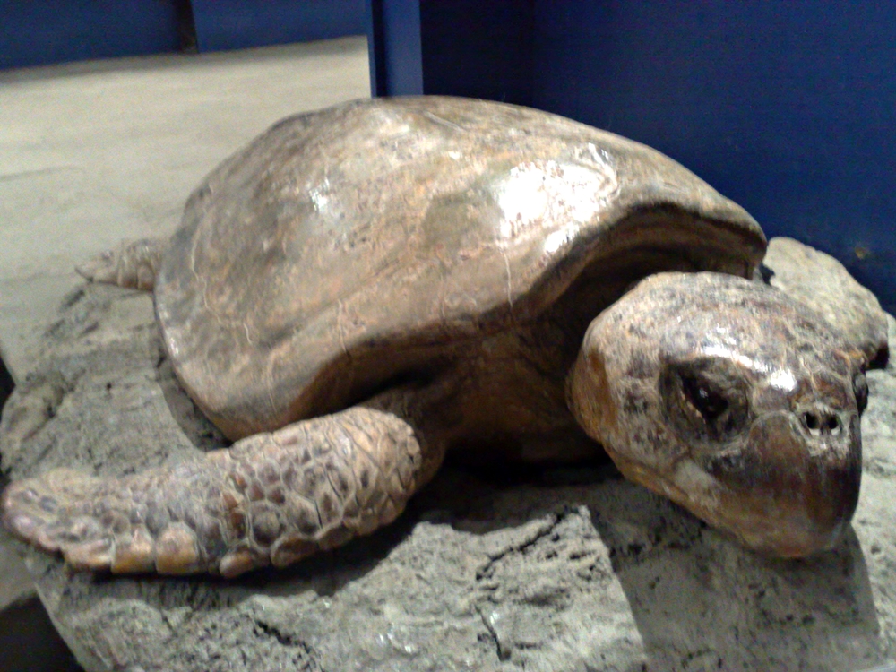 Napoli stazione zoologica testuggine ingresso