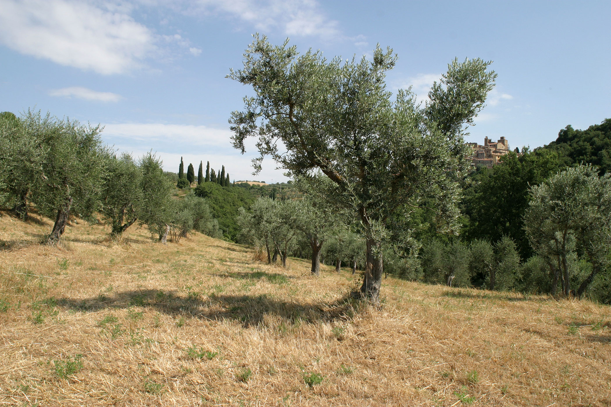 Olivi 3.jpg