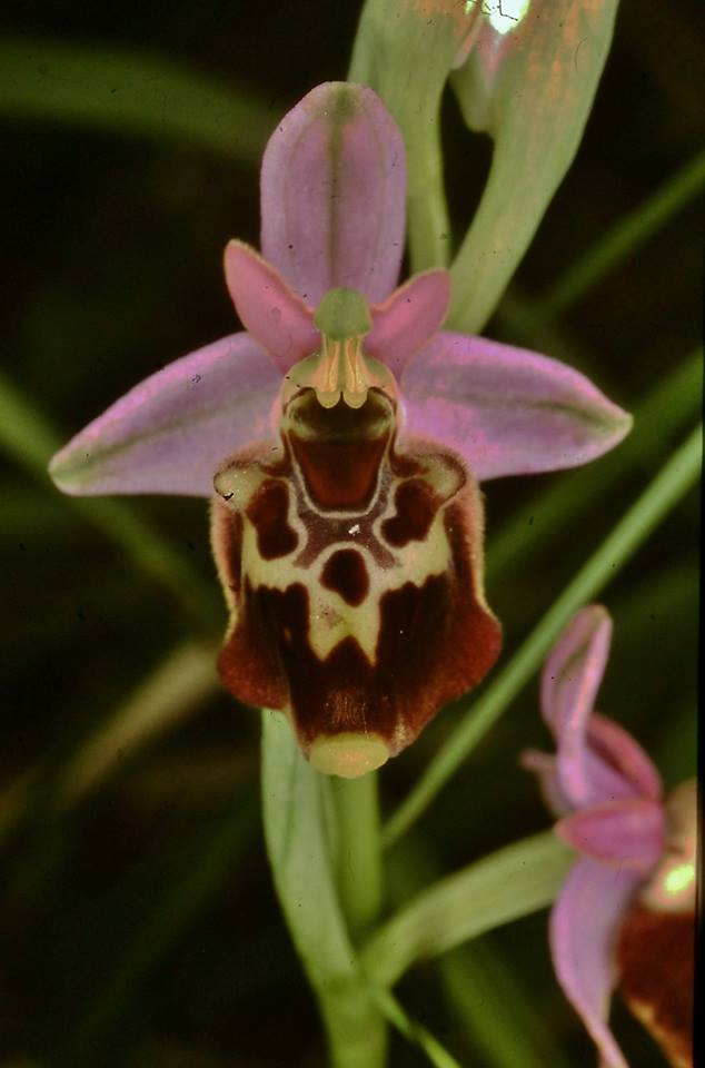 Ophrys Appennina.jpg