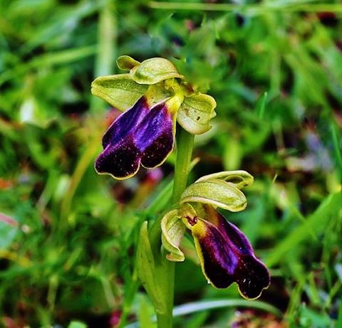Ophrys Fusca Subs. Lucana.jpg