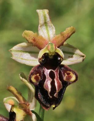 Ophrys Incubacea X Ophrys Majellensis.jpg