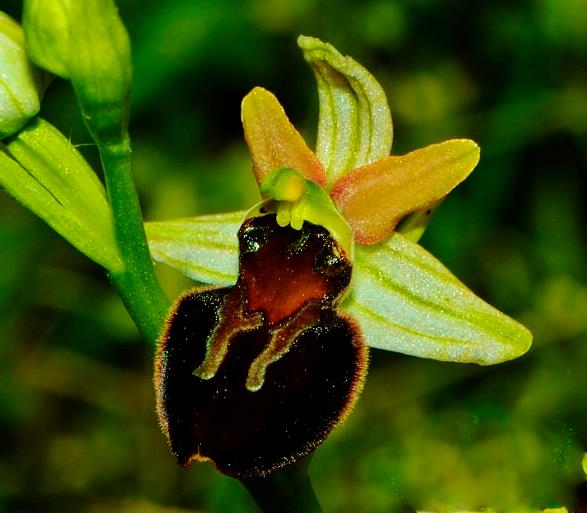 Ophrys Passionis Subs. Majellensis.jpg