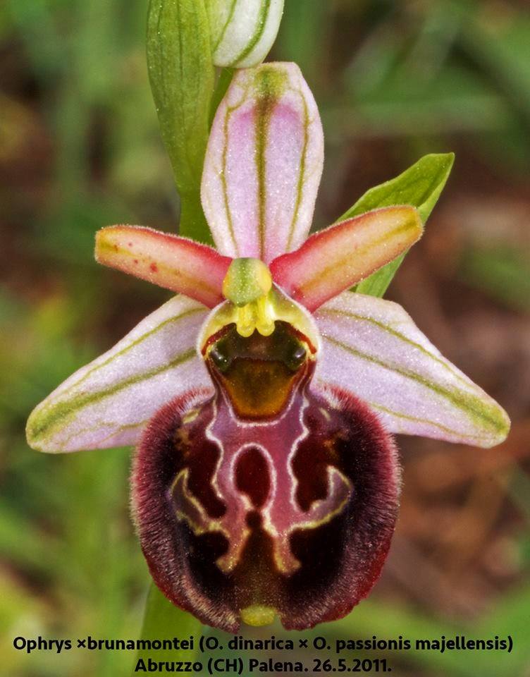 Ophrys X Brunamontei.jpg